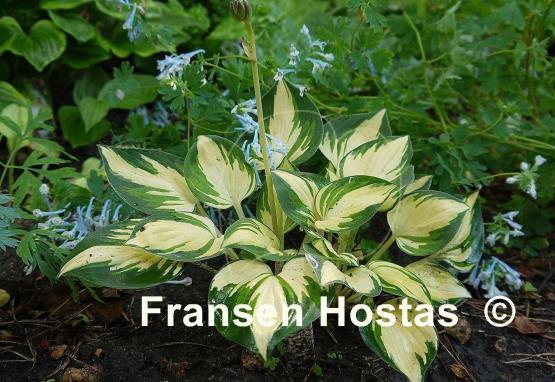 Hosta Warwick Delight